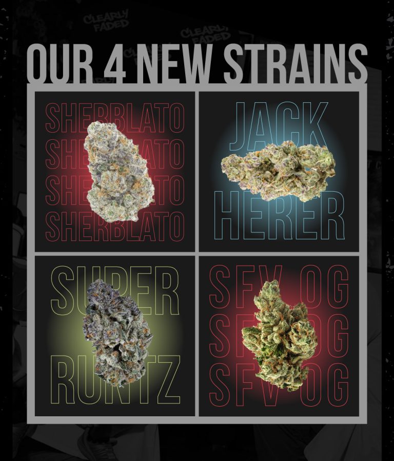 Read more about the article Clearly Faded’s New Strains: Super Runtz, Sherblato, SFV OG & Jack Herer