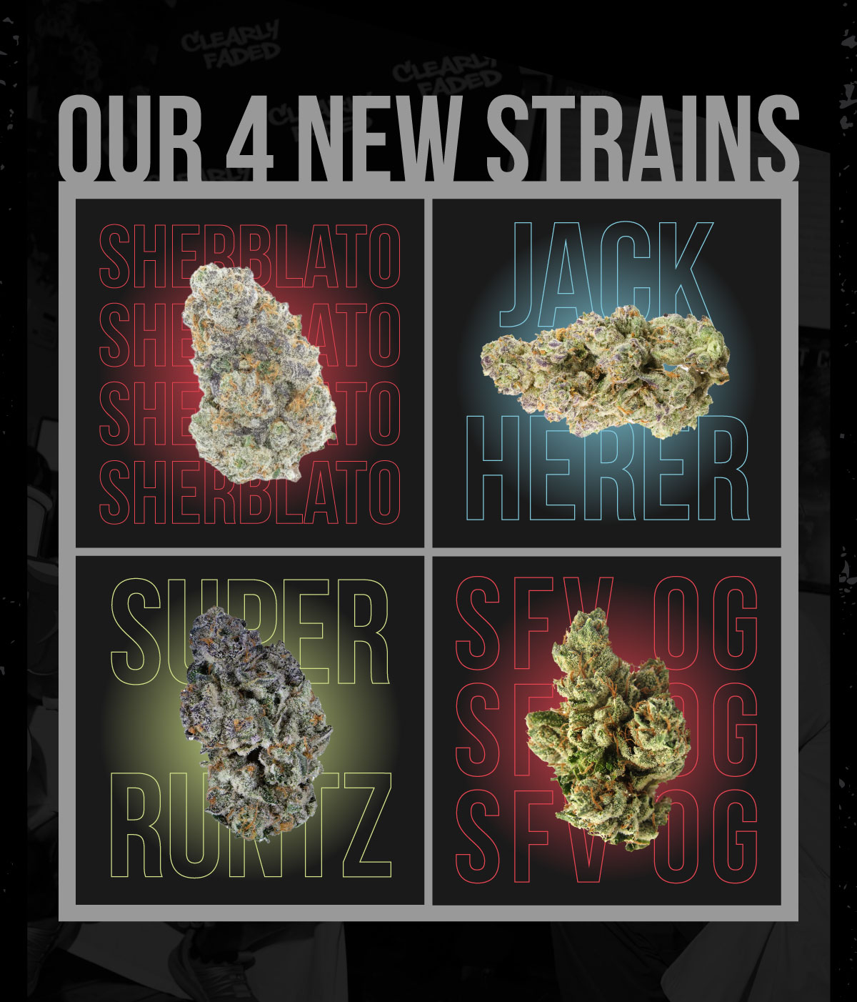 You are currently viewing Clearly Faded’s New Strains: Super Runtz, Sherblato, SFV OG & Jack Herer